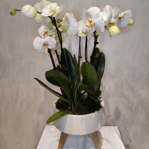 Phalaenopsis Beli 3