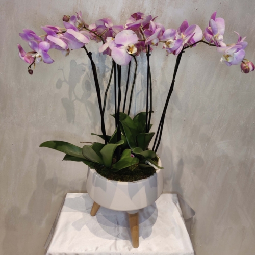 Phalaenopsis Pink 3